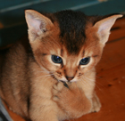 kitten
